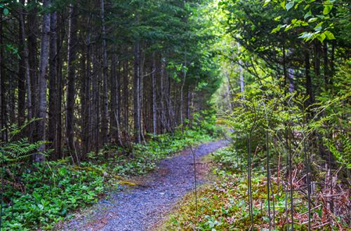 CONTEMPLATIVE WALKING TRAIL